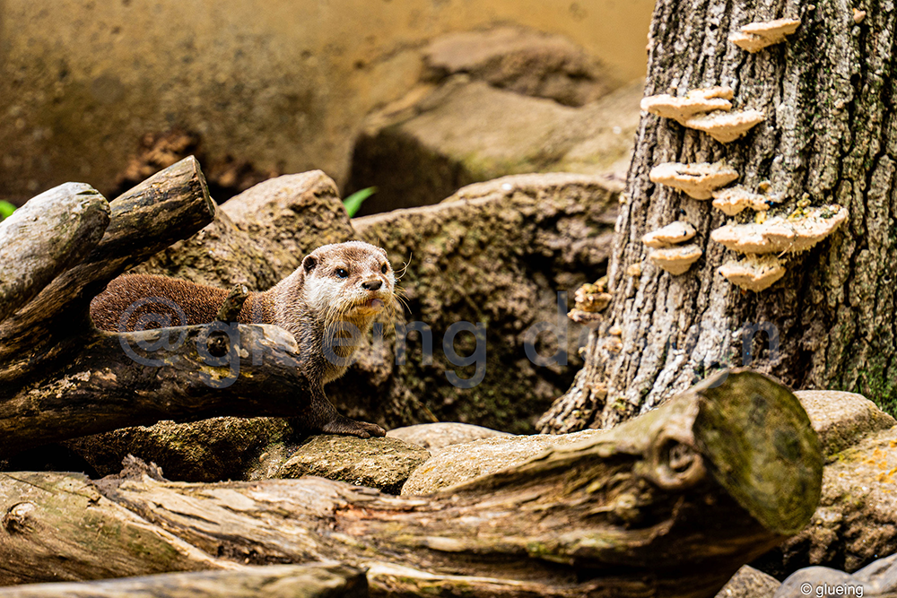 千葉市動物公園写真4