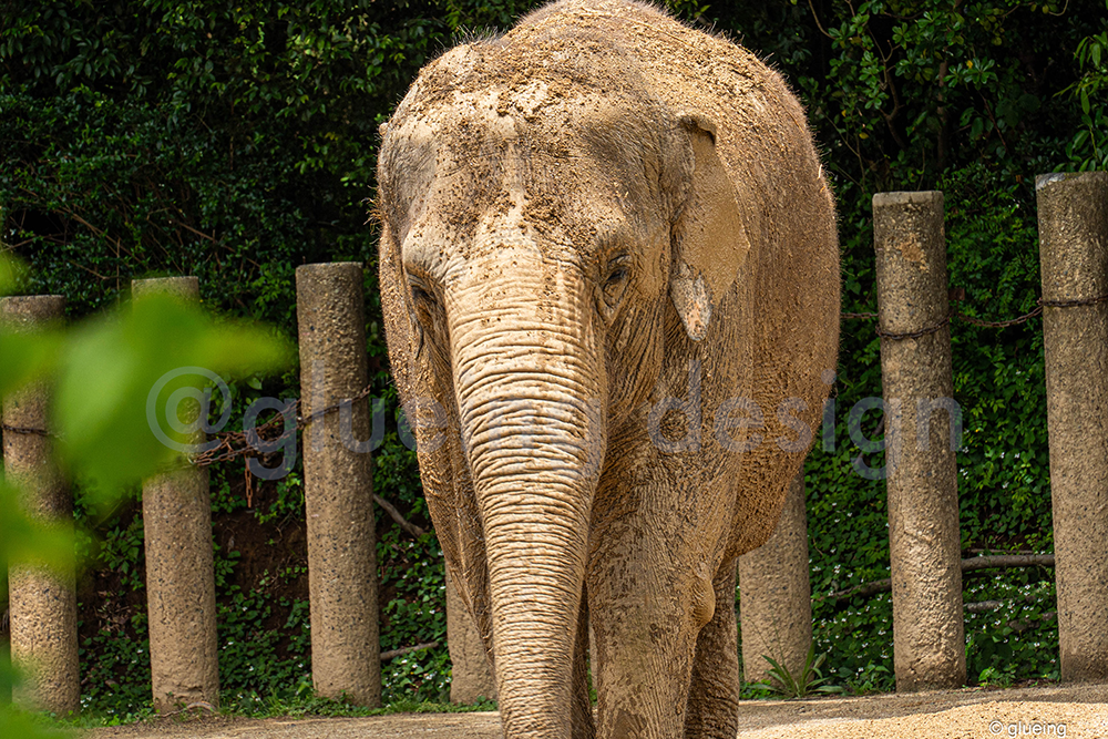 千葉市動物公園写真3