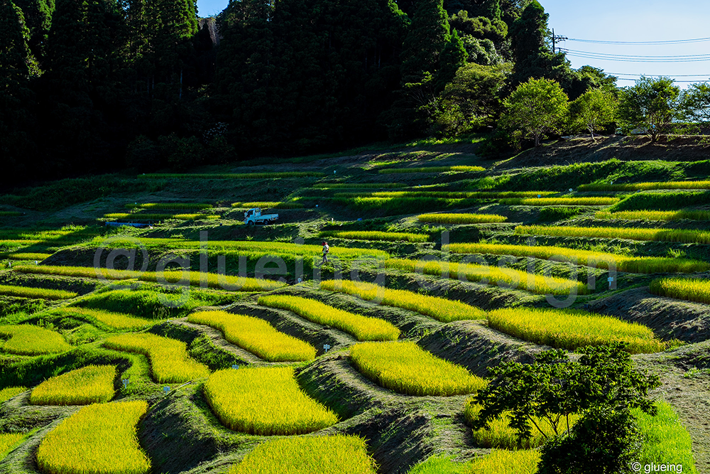 鴨川市・大山千枚田